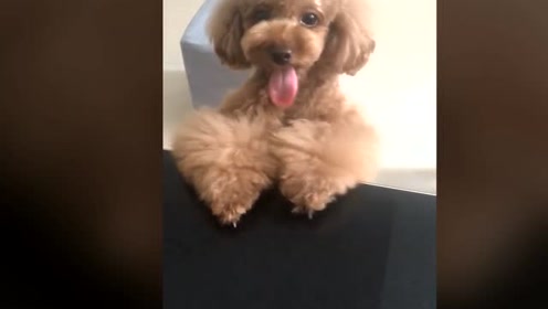 乐乐宠物视频，最新版下载安装，全方位了解宠物生活的便捷工具，打造爱宠生活体验！