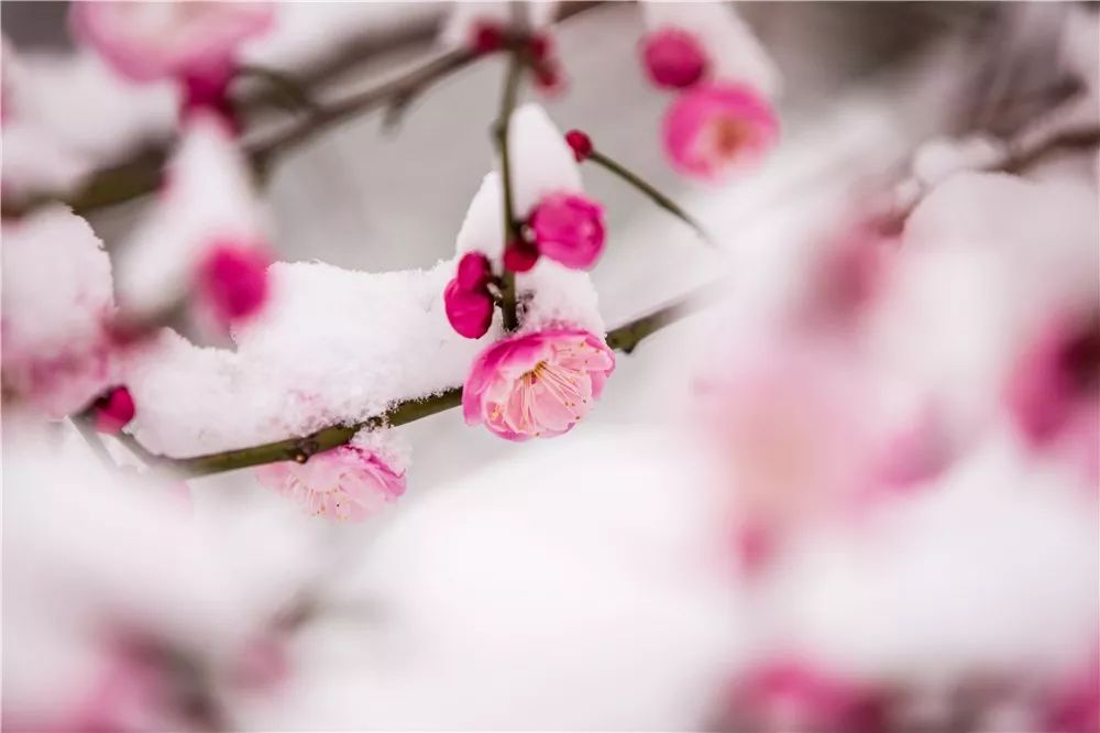 冬季芬芳之战，与雪梅比赛，谁将胜出？