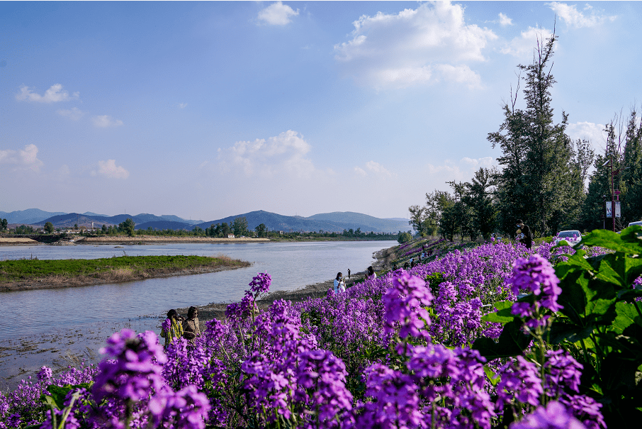 春季沙湾旅游指南，探秘浪漫花海，尽享惬意时光