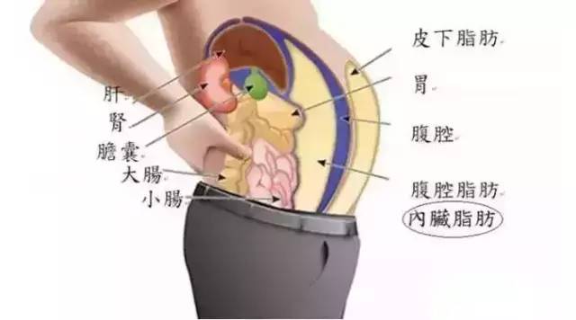 肚子看着不断变大，肚子变大一直不消是什么原因 