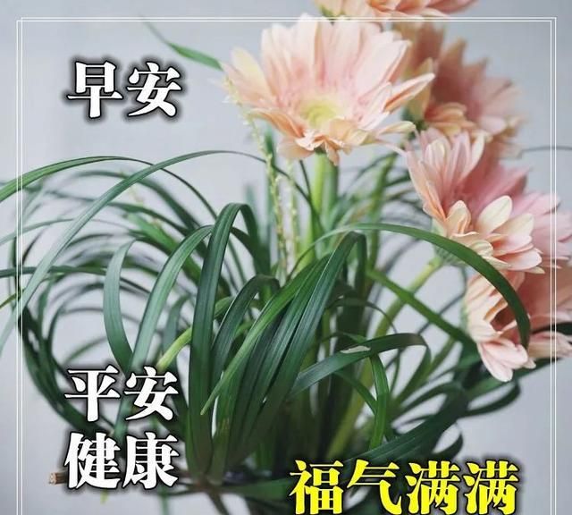 励志芦荟图片与语录，早安，迎接美好新一天！
