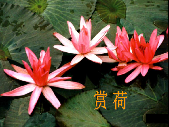 苏教版荷专题，苏教版荷花课文三年级 