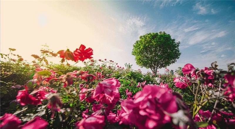橘虞初梦