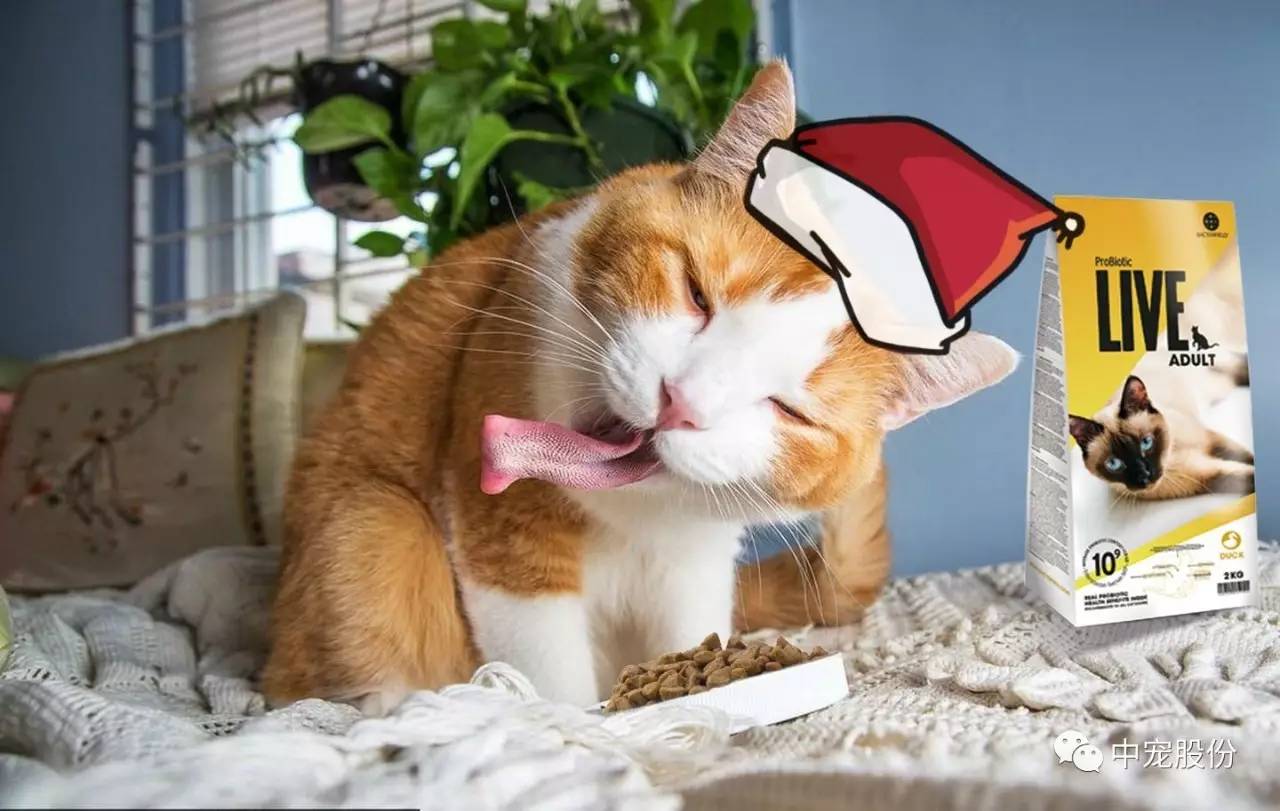 萌宠盛宴来袭，猫猫比赛AB精彩瞬间不容错过！