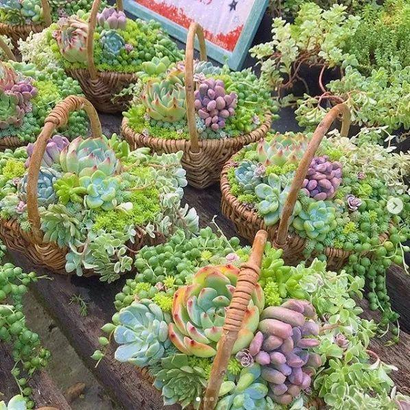 肉肉花盆价格揭秘，盆栽市场现状与趋势一览