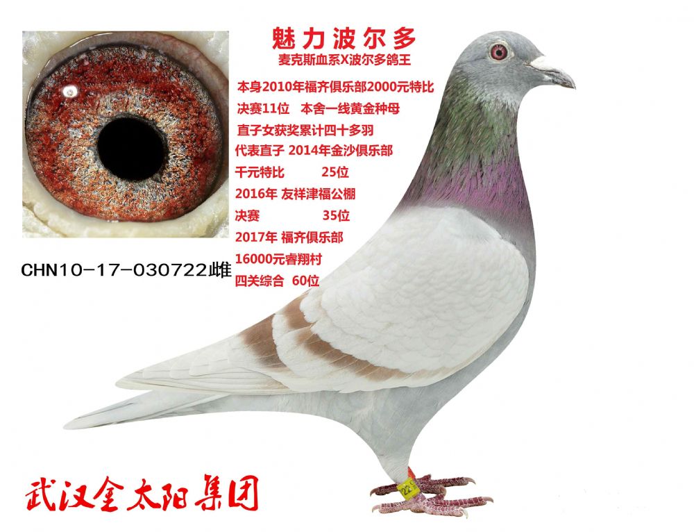 观赏比赛鸽子的技巧与艺术，揭秘鸽子比赛的魅力所在